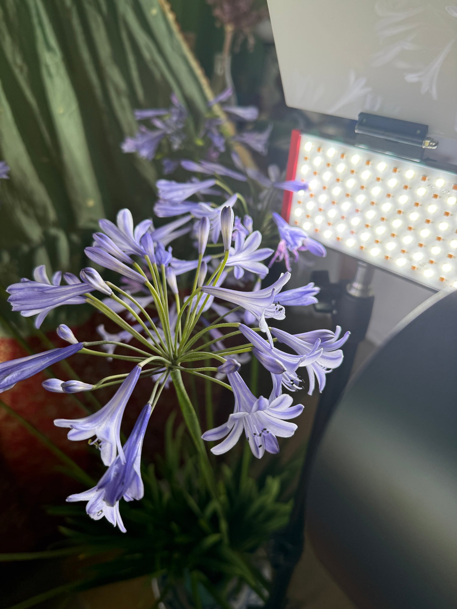 Nahaufnahme einer Agapanthus africanus mit samtblauen Blütenblättern