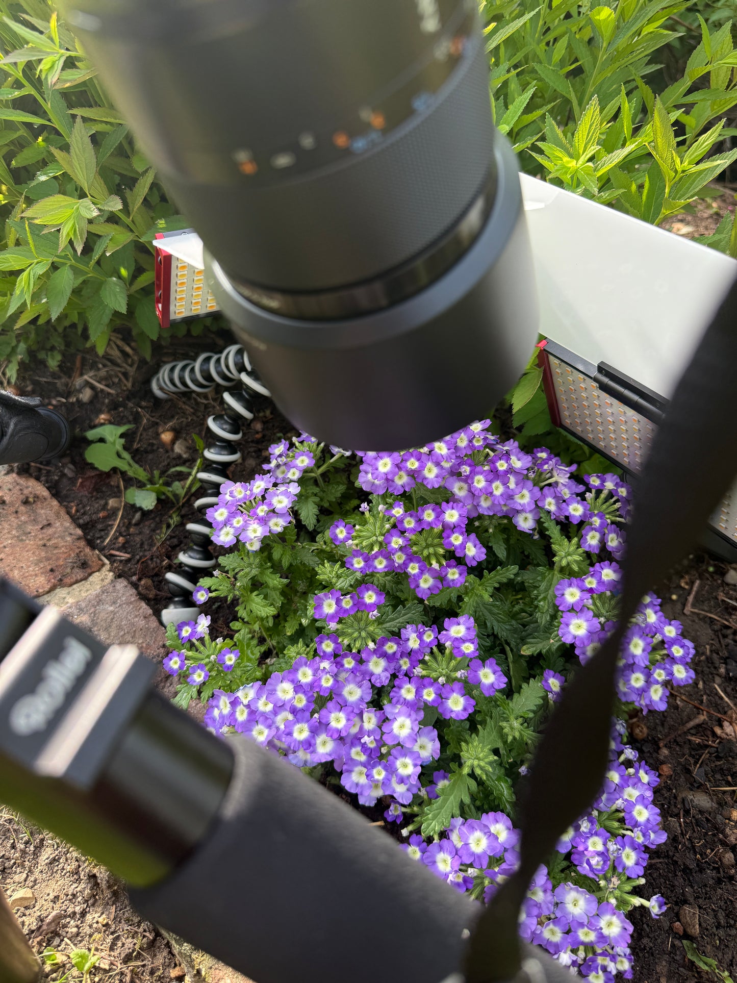 Makroaufnahme eines violetten Zierlauchs (Allium giganteum) mit deutlichen Staubgefäßen