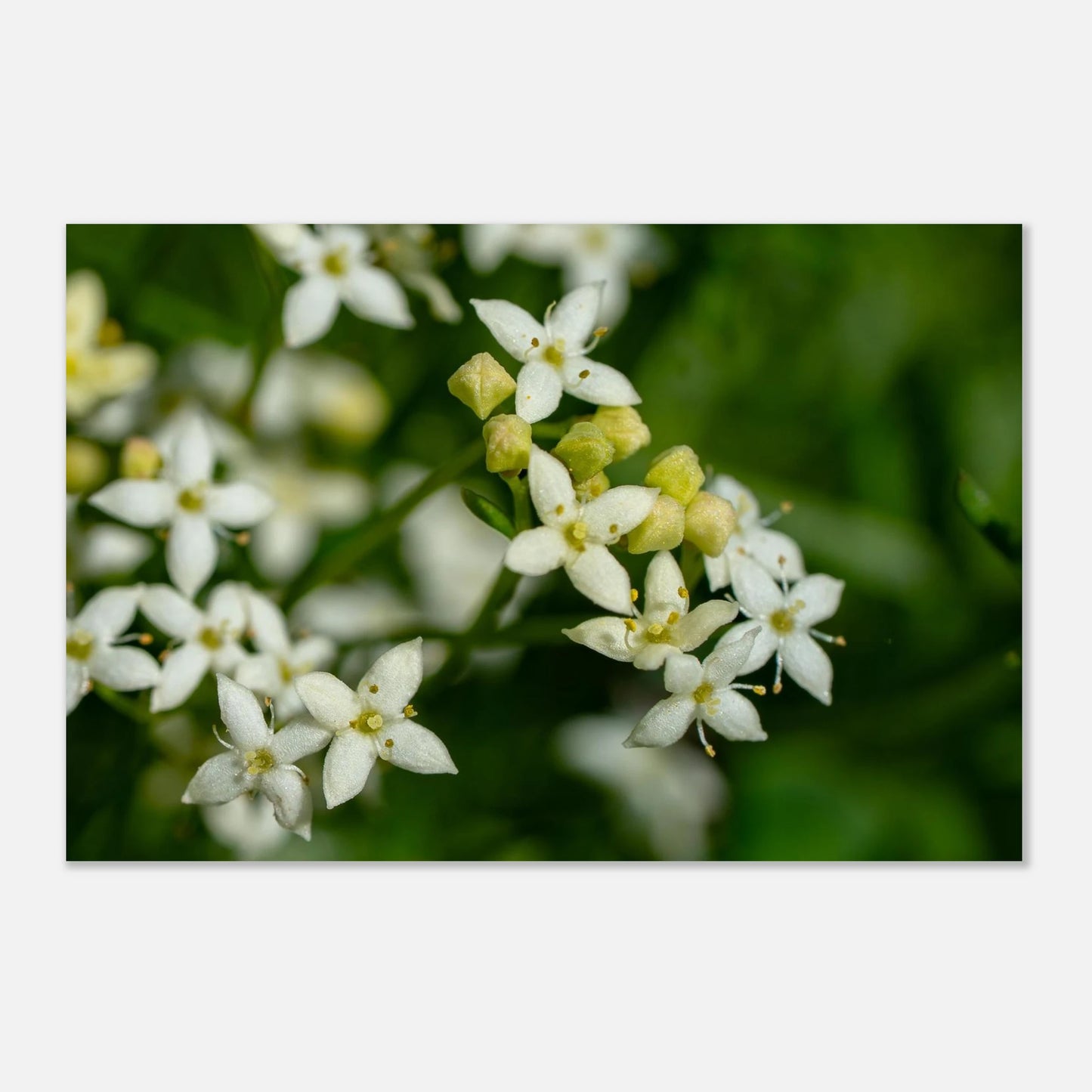 Weisses labkraut als Macro Aufnahme