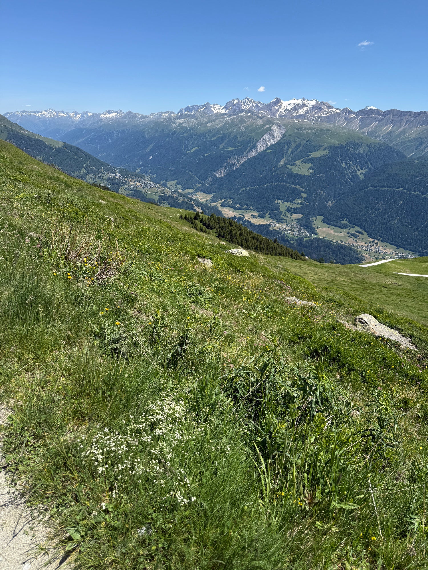 Zarte Blüten voller Heilkraft: Weißes Labkraut (Galium mollugo) als Fine-Art-Print – inspiriert von Kräuterwissen und alpiner Mythologie.