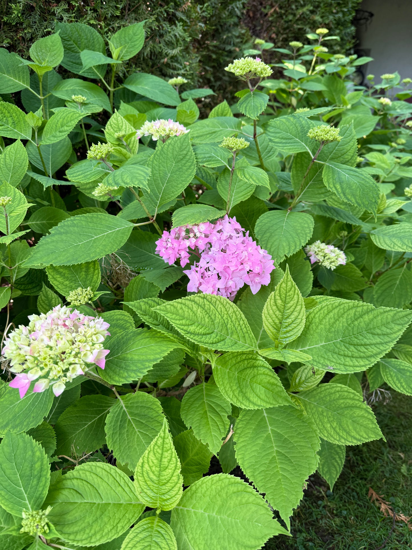 Flüstern in Pastell – Hydrangea macrophylla