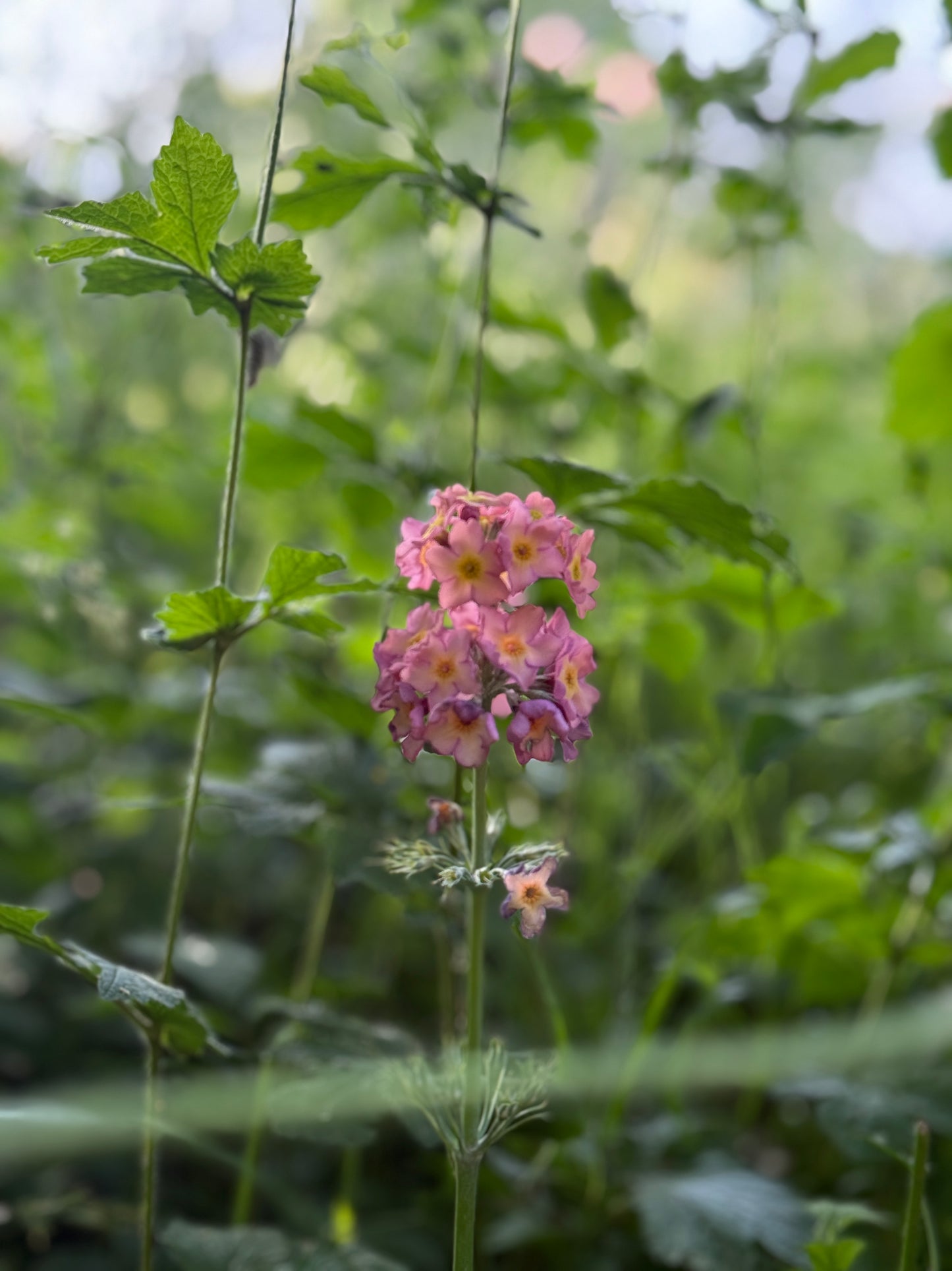 Aufbruch ins Licht – Primula vulgaris