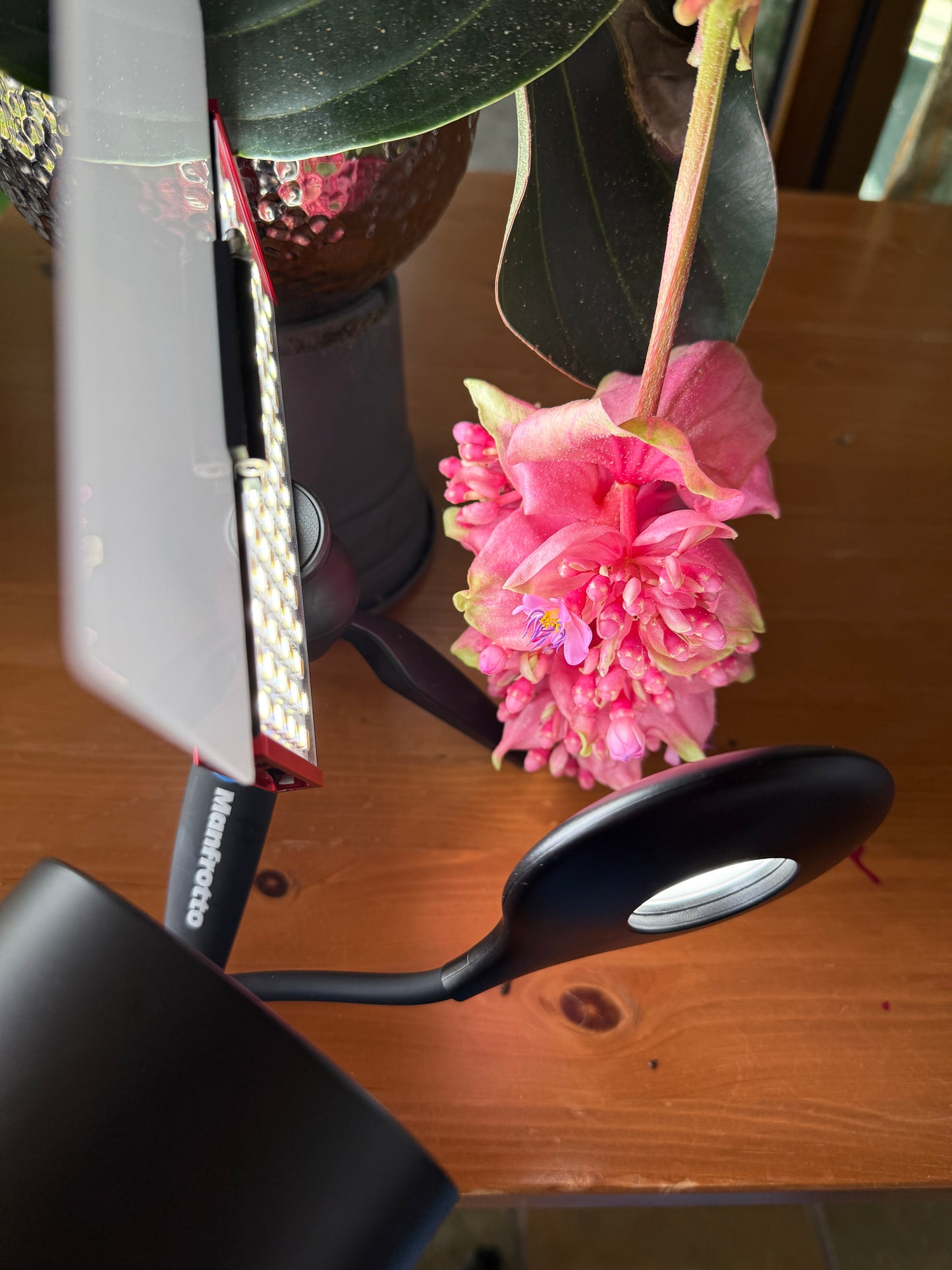 Visuelles Gedicht – Medinilla magnifica