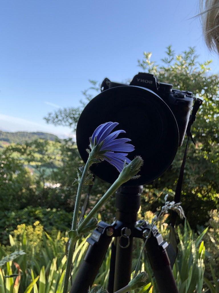 Nahaufnahme der Blüte von Cichorium intybus mit leuchtenden Staubblättern