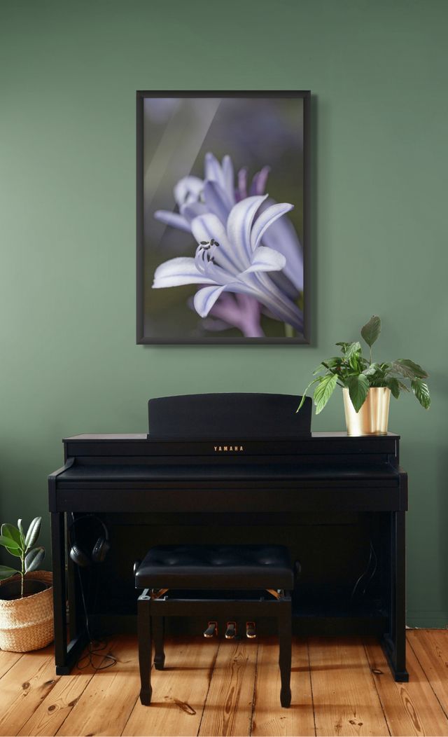Nahaufnahme einer Agapanthus africanus mit samtblauen Blütenblättern