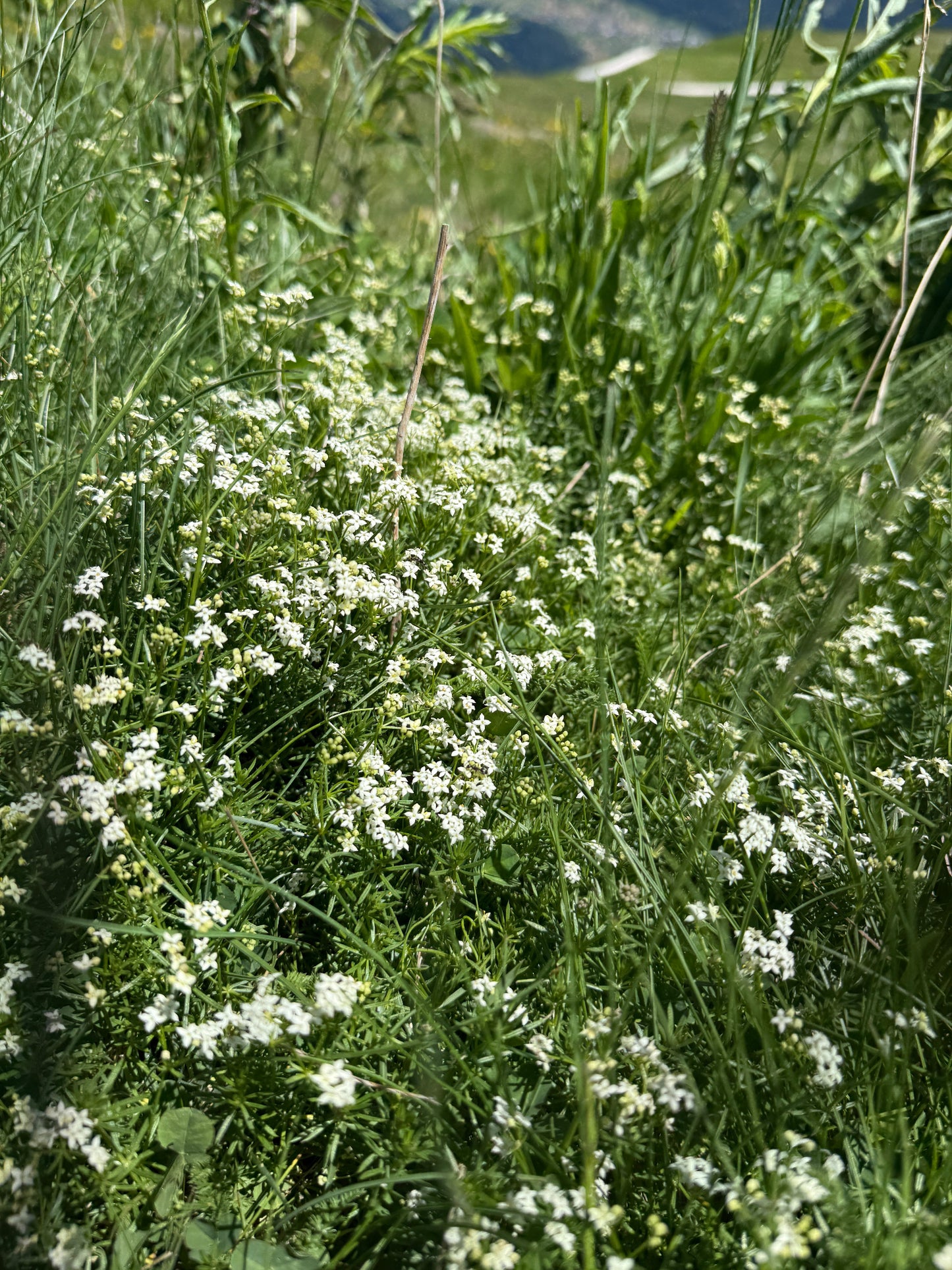 Makroaufnahme von Weißem Labkraut (Galium mollugo) mit zarten weißen Blüten vor grünem Hintergrund – feine Details und ruhige Lichtstimmung