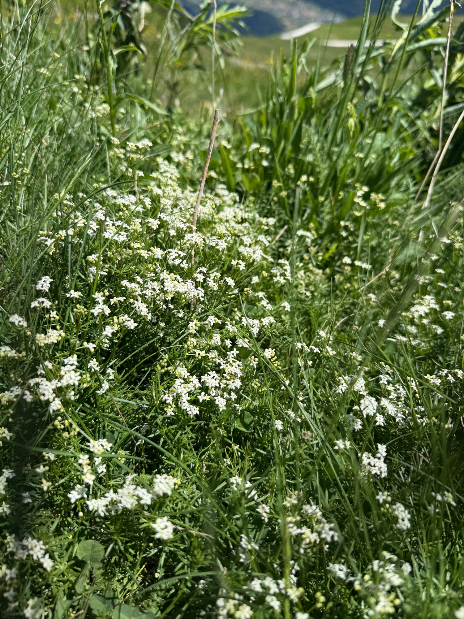 Makroaufnahme von Weißem Labkraut (Galium mollugo) mit zarten weißen Blüten vor grünem Hintergrund – feine Details und ruhige Lichtstimmung