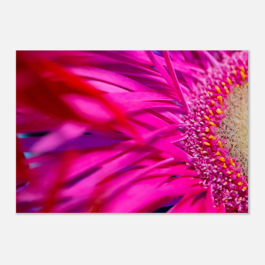 Gerbera in leuchtenden Pinktönen – Makrofotografie mit Tiefe