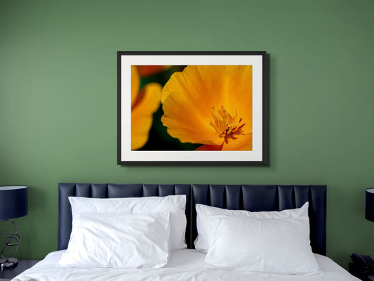 Goldenes Leuchten – Eschscholzia californica