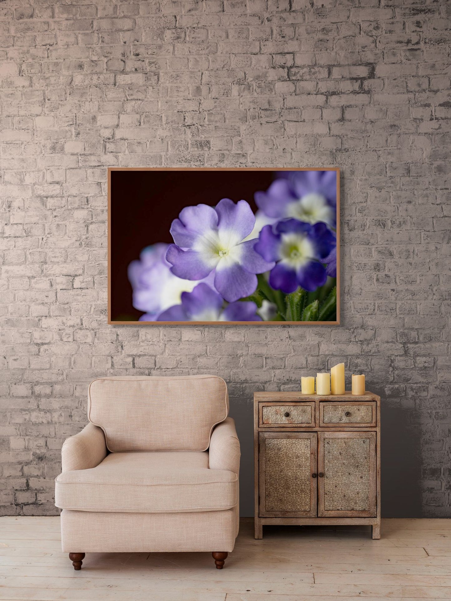 Sanfte Lichtblüte – Verbena hybrida