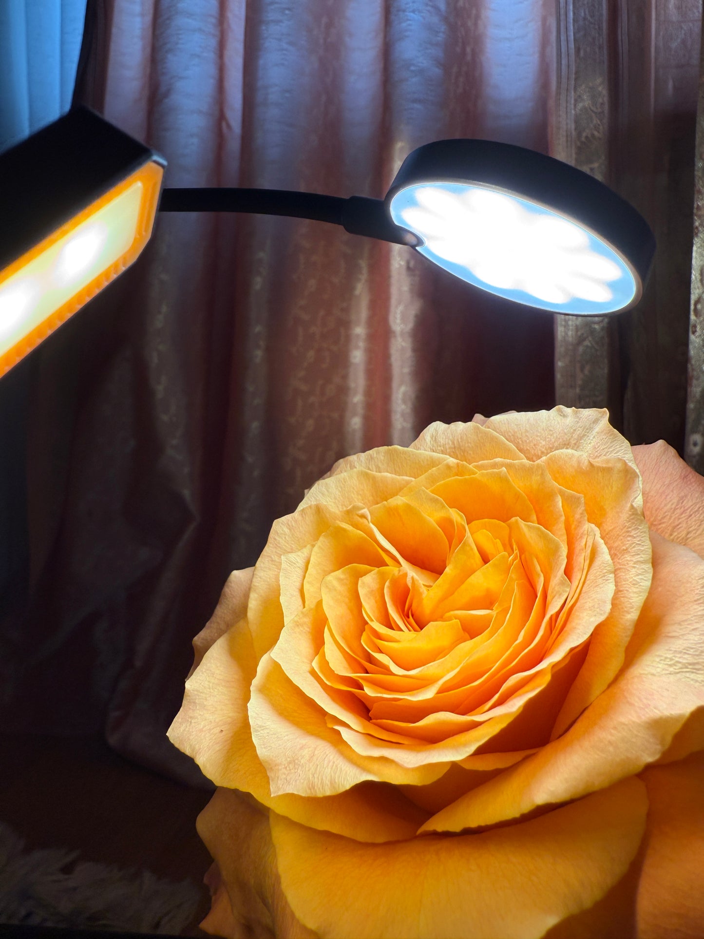 rose-goldenes-lichtspie