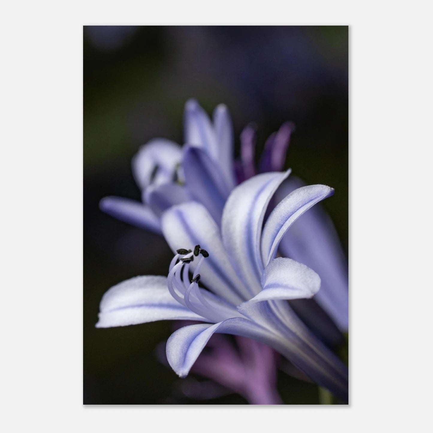 Florale Makrofotografie der Liebesblume Agapanthus in kühlem Licht