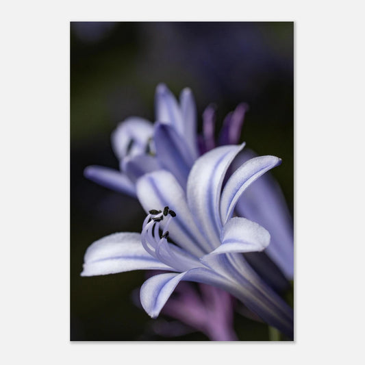 Florale Makrofotografie der Liebesblume Agapanthus in kühlem Licht