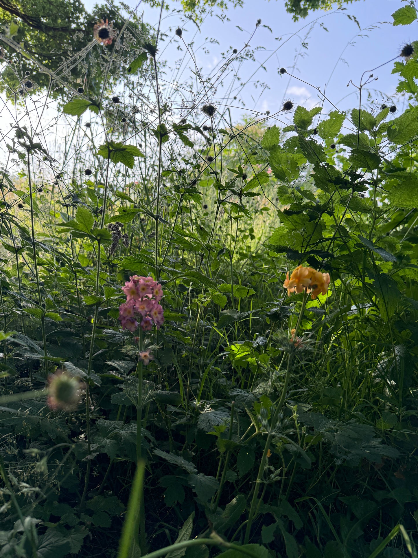 Zarte Primel in einer Wiese – ein poetisches Fine Art Print für Räume voller Hoffnung, Wandel und Frühling.