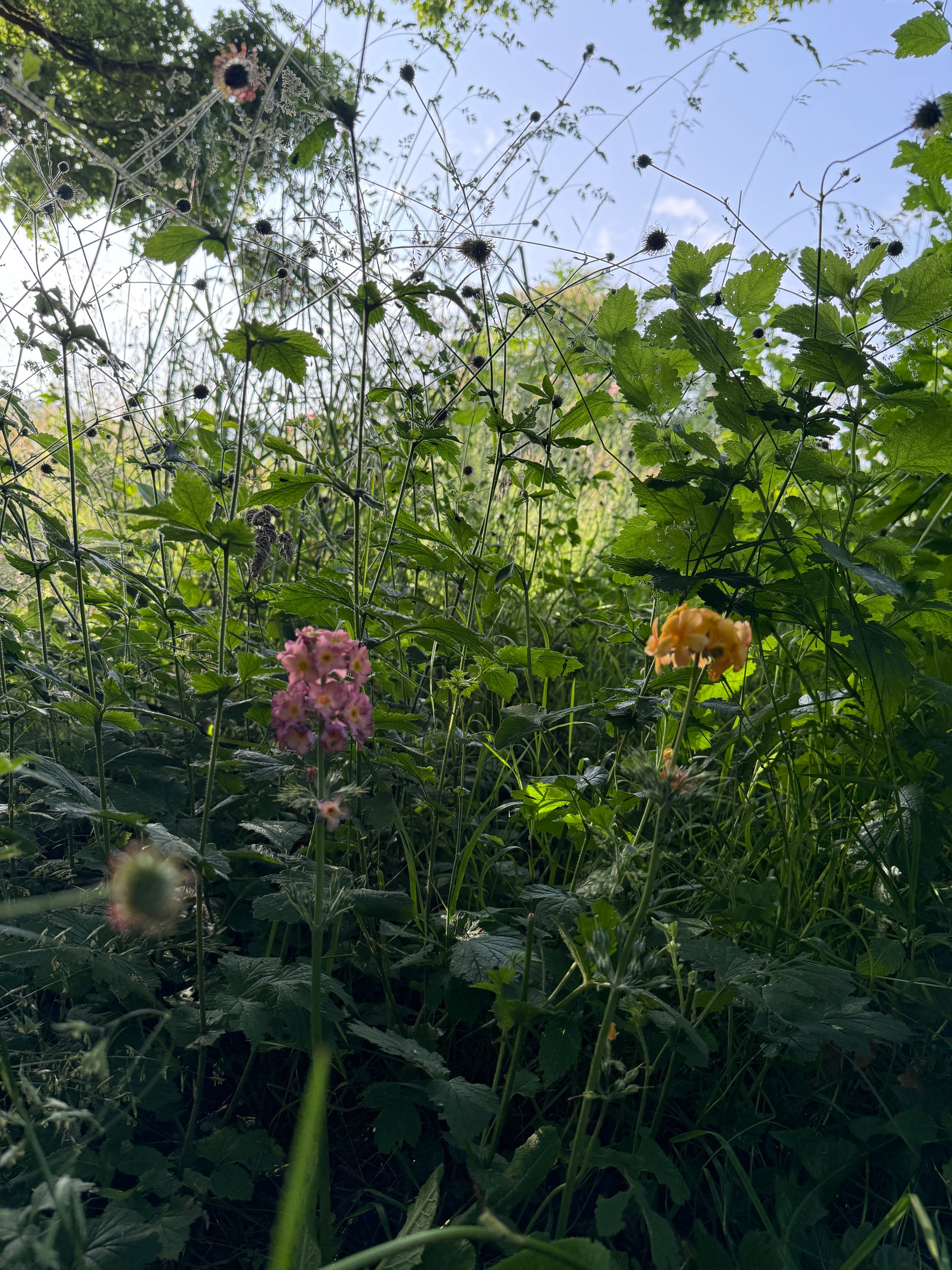 Zarte Primel in einer Wiese – ein poetisches Fine Art Print für Räume voller Hoffnung, Wandel und Frühling.
