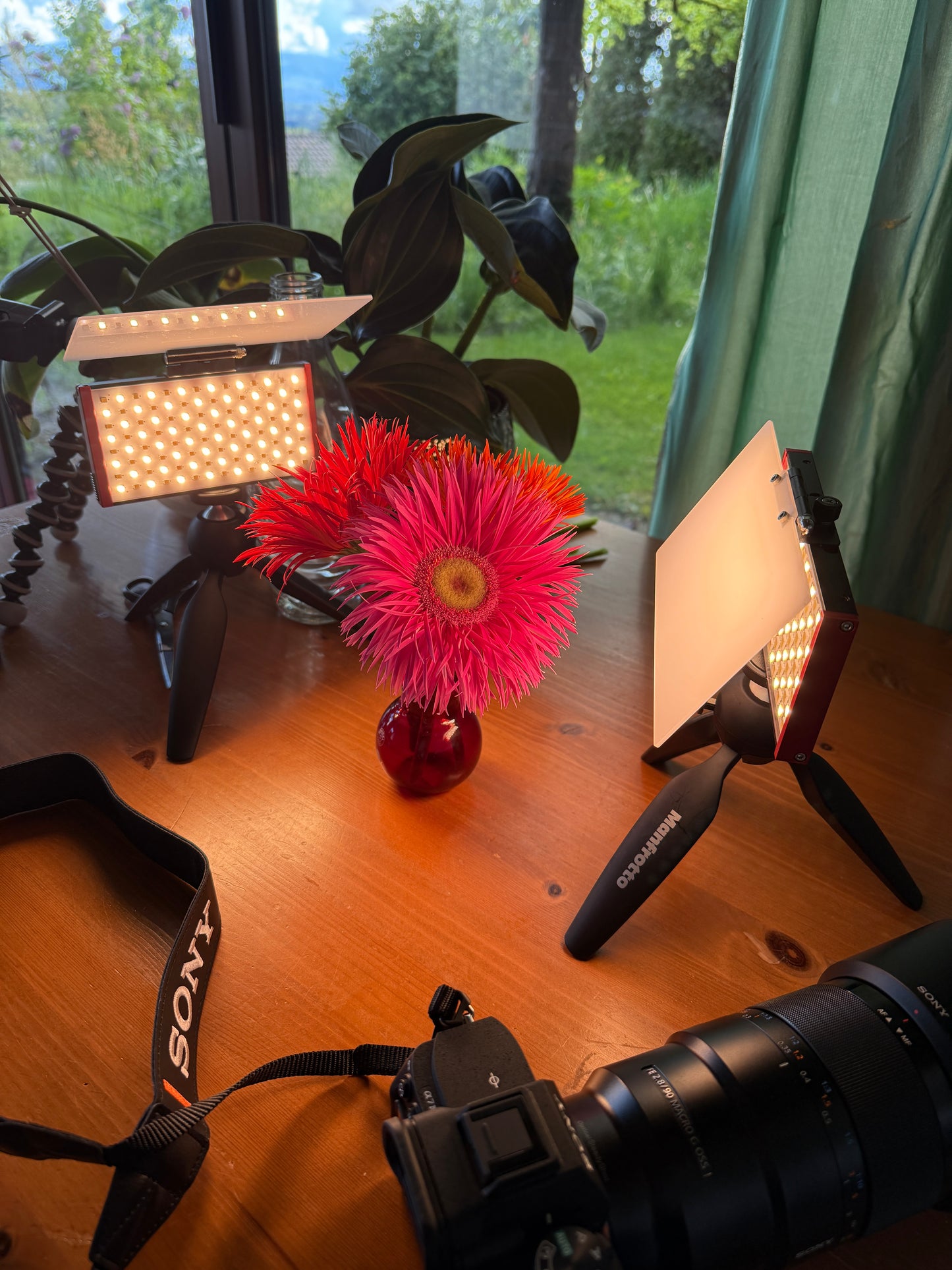 Spiel der Blütenblätter – Gerbera jamesonii