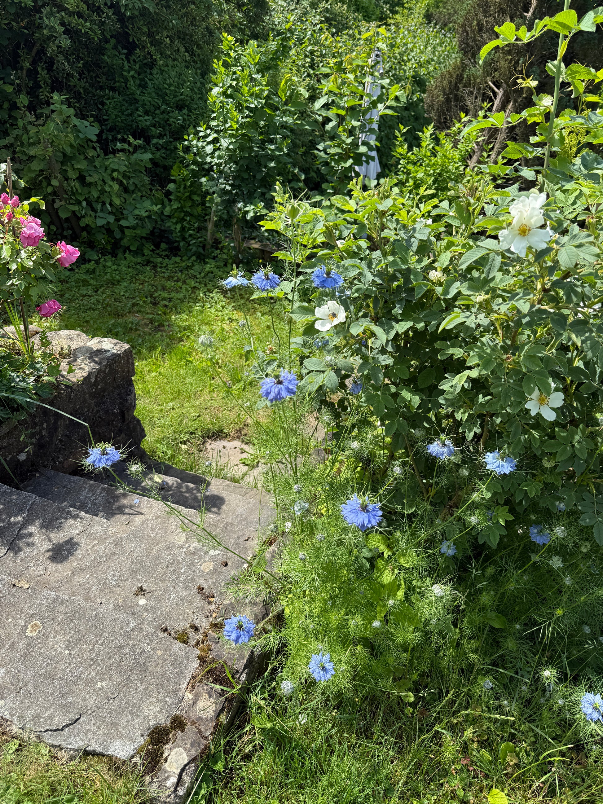 Nigella damascena in Garten als Staude mit vielen Blüten