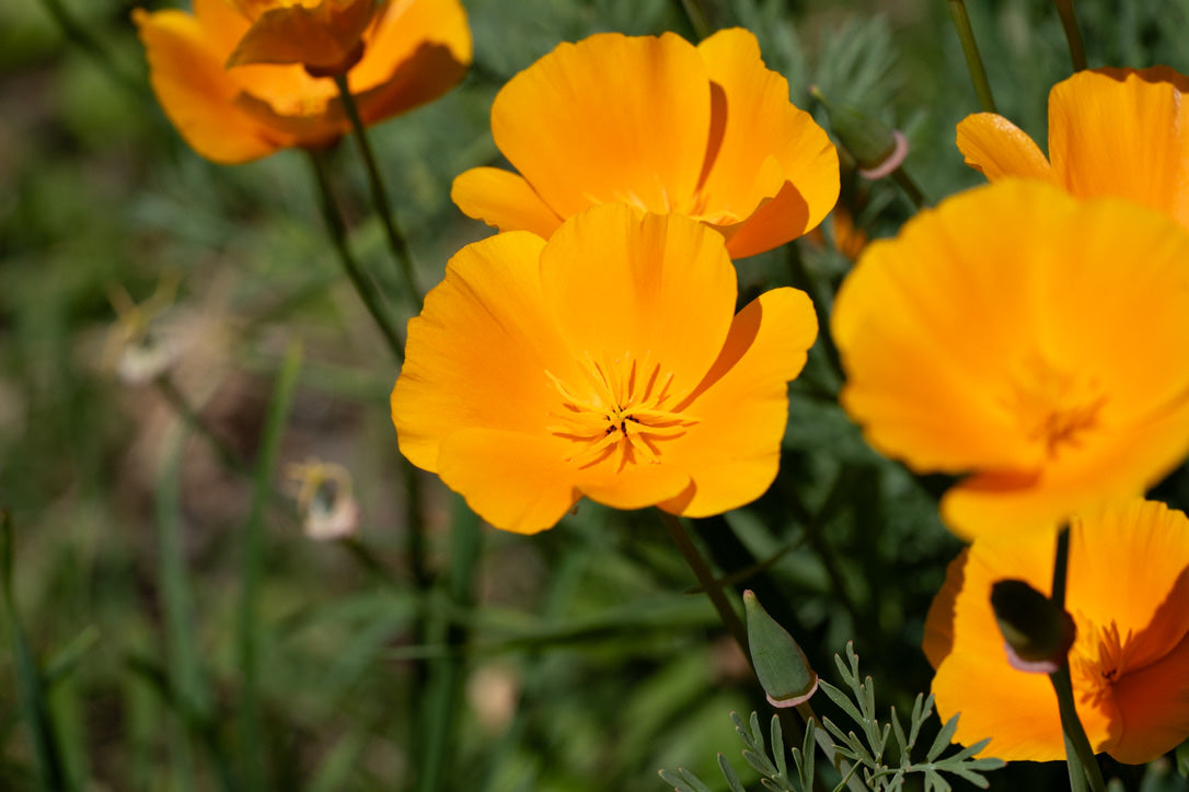 Fine Art Print einer Kalifornischen Mohnblume mit intensiver Farbwirkung