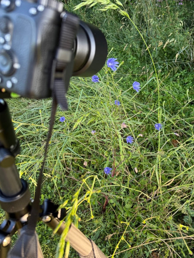 Künstlerisches Blumenfoto: Wegwarte mit zartem Licht- und Schattenspiel