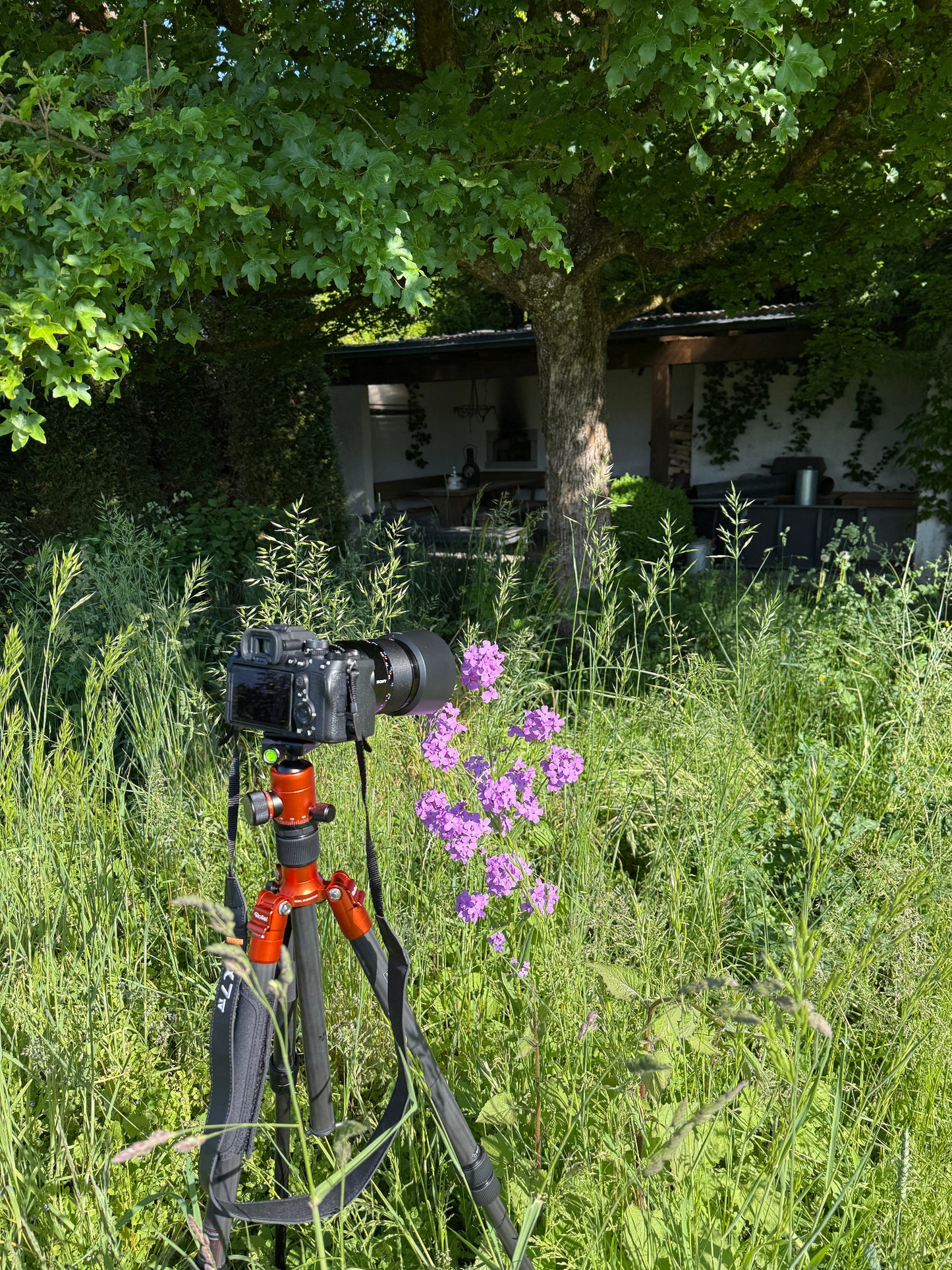 Wiesenblume aus Mitteleuropa in ruhiger Nahaufnahme