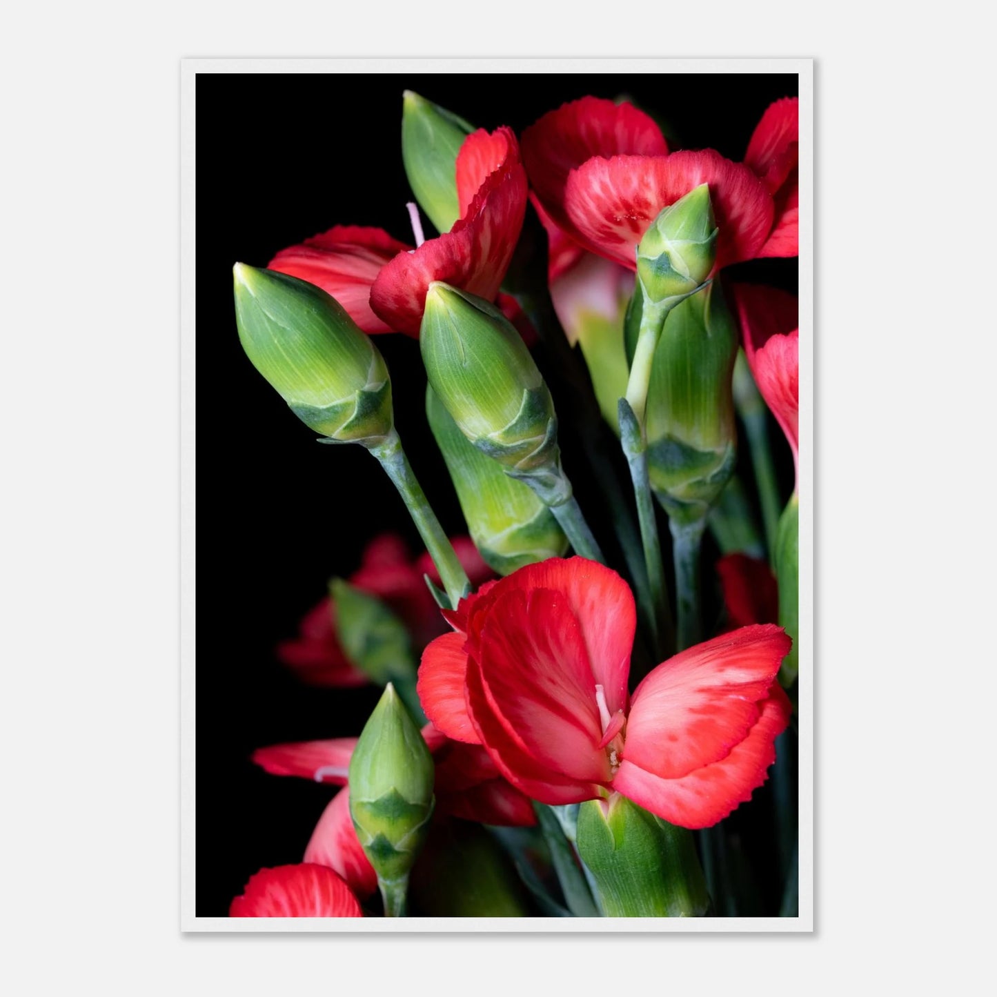 vielschichtig wie ihre Blütenblätter, steht die Dianthus caryophyllus seit Jahrhunderten für Würde, Stärke und tiefe, bleibende Liebe