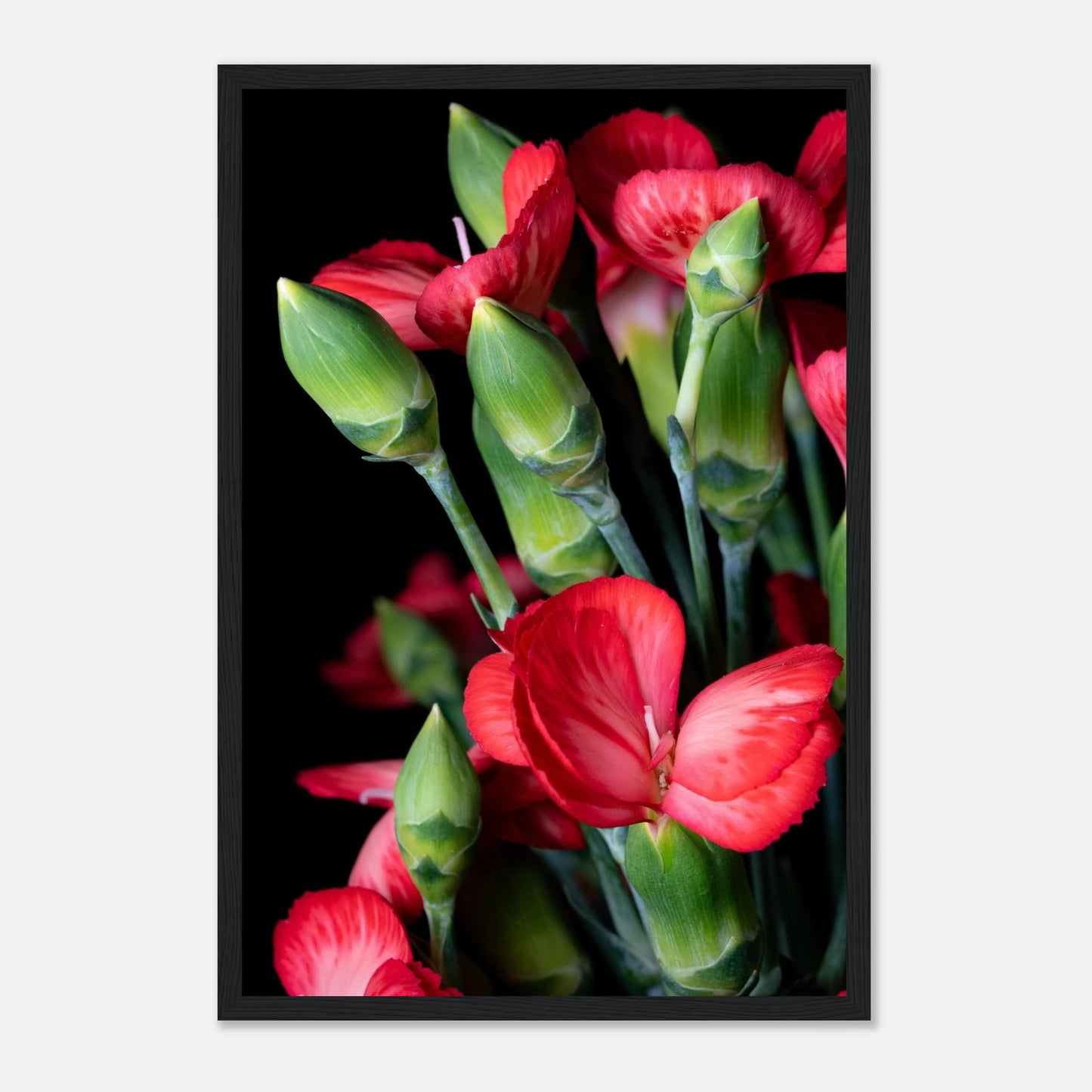 Macro Photografie Blumenkunst Kustvolles Nelkenarrangement