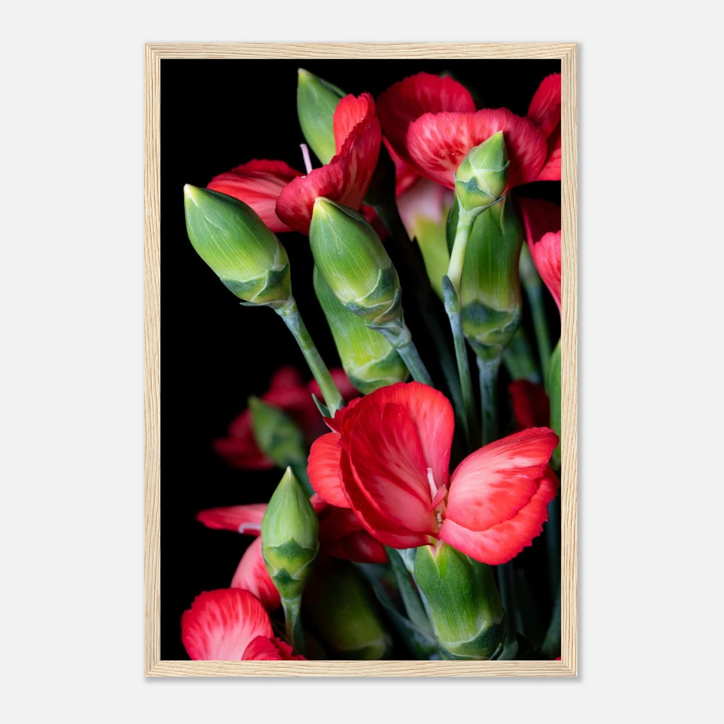 vielschichtig wie ihre Blütenblätter, steht die Dianthus caryophyllus seit Jahrhunderten für Würde, Stärke und tiefe, bleibende Liebe