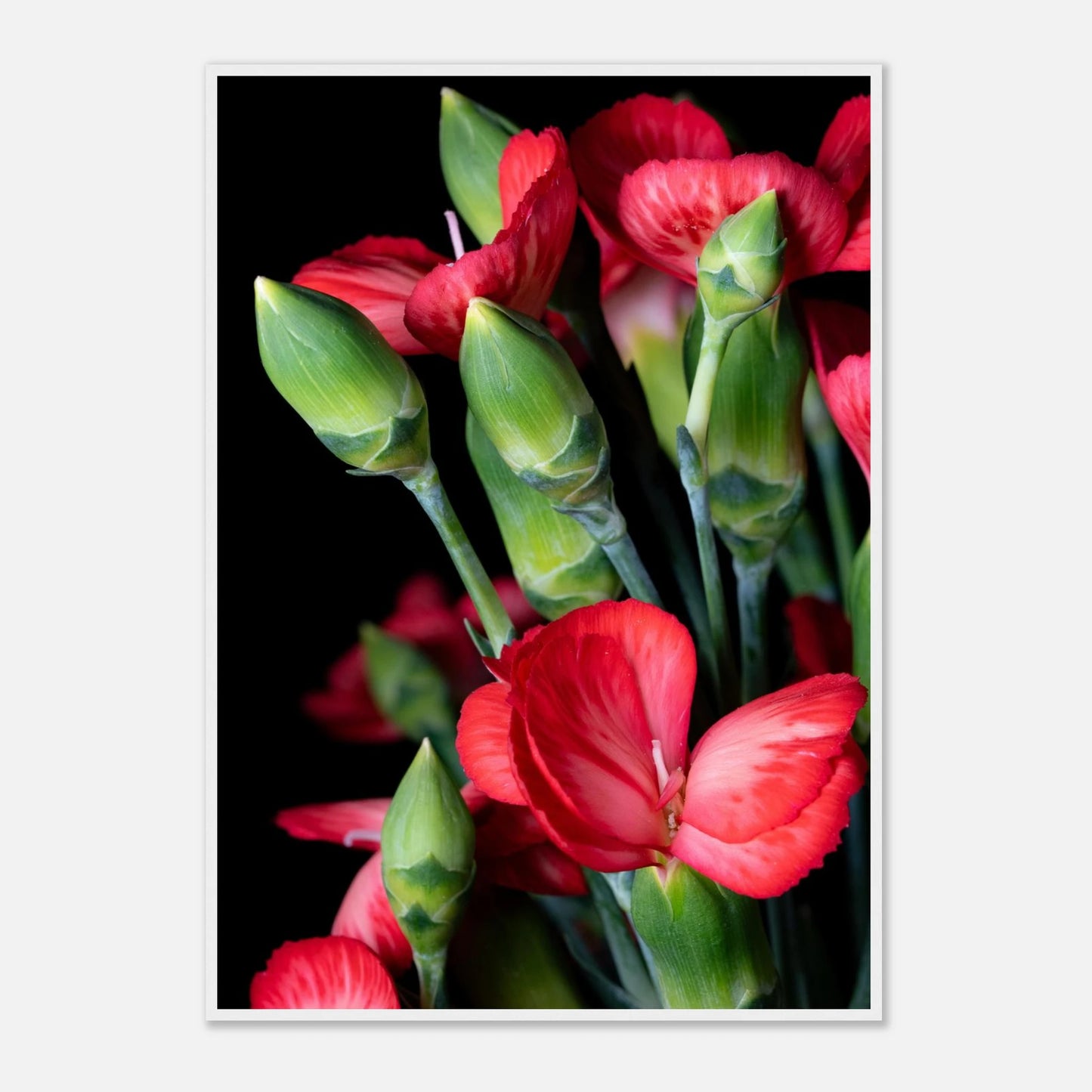 vielschichtig wie ihre Blütenblätter, steht die Dianthus caryophyllus seit Jahrhunderten für Würde, Stärke und tiefe, bleibende Liebe