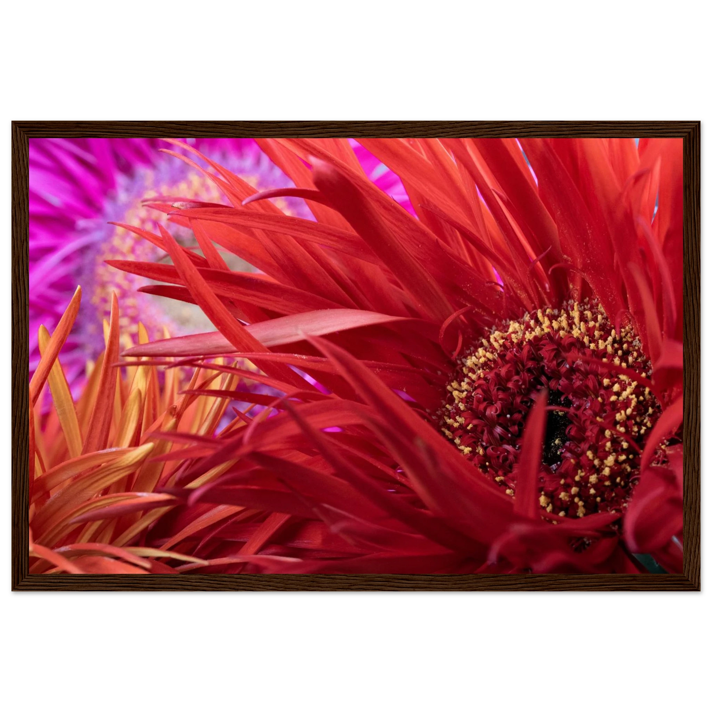 Gerbera jamesonii in voller Blüte mit leuchtend roten Blättern Holzrahmen