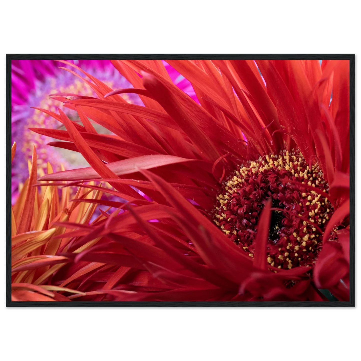 Gerbera jamesonii in voller Blüte mit leuchtend roten Blättern schwarzer Rahmen