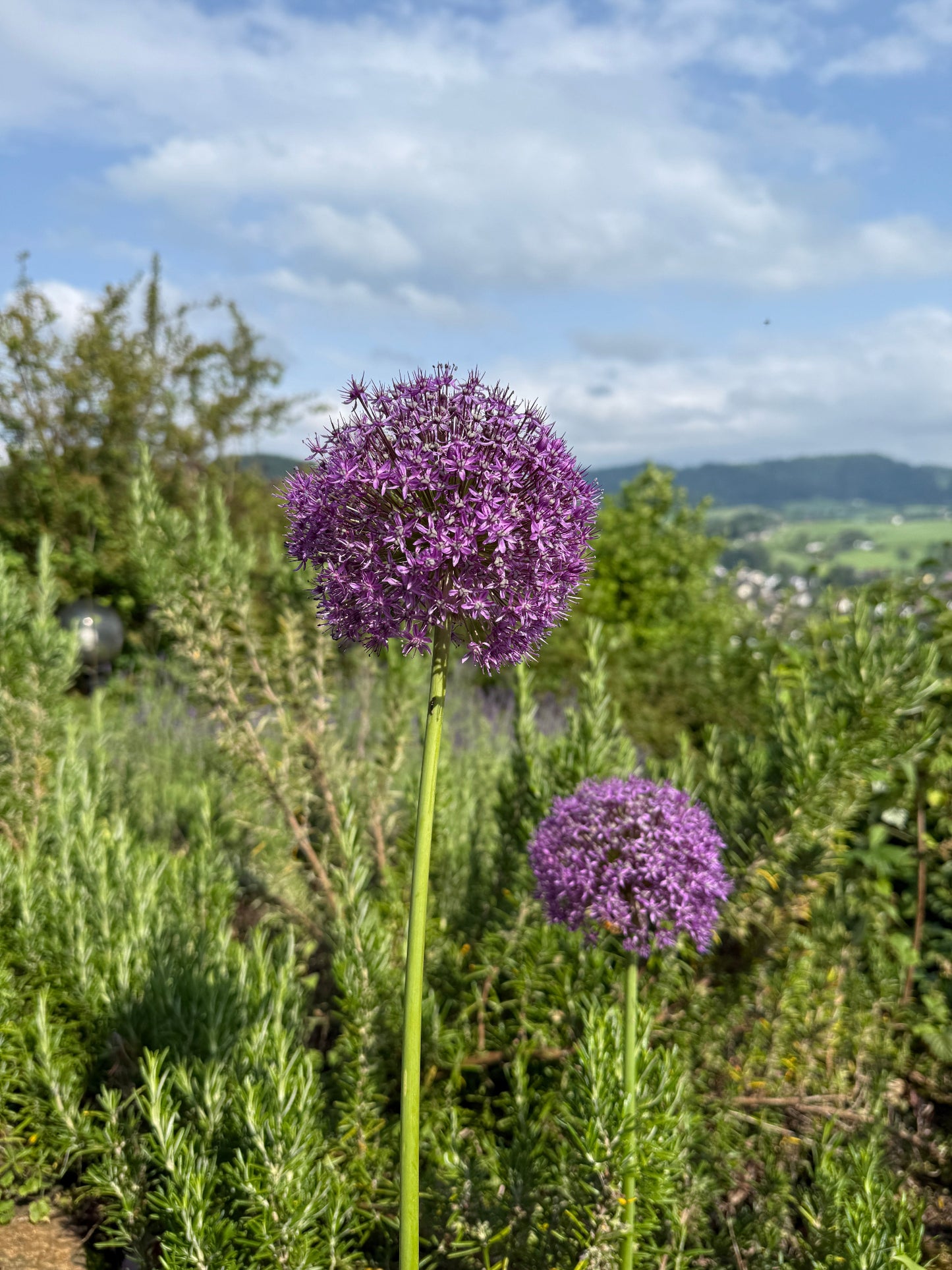 Makro von Allium giganteum mit plastischer Tiefenschärfe in Violetttönen