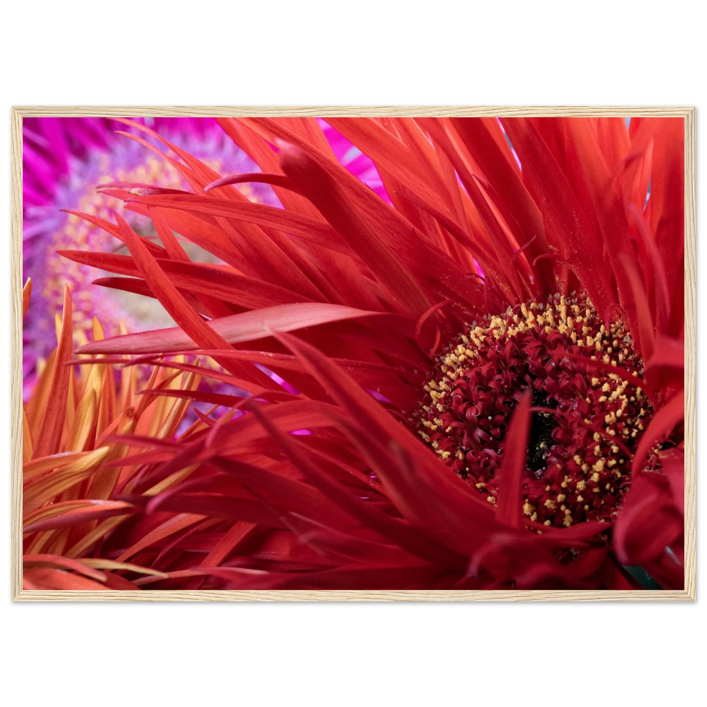 Makroaufnahme einer Gerbera – strahlend, offen, klar Lebensfreude