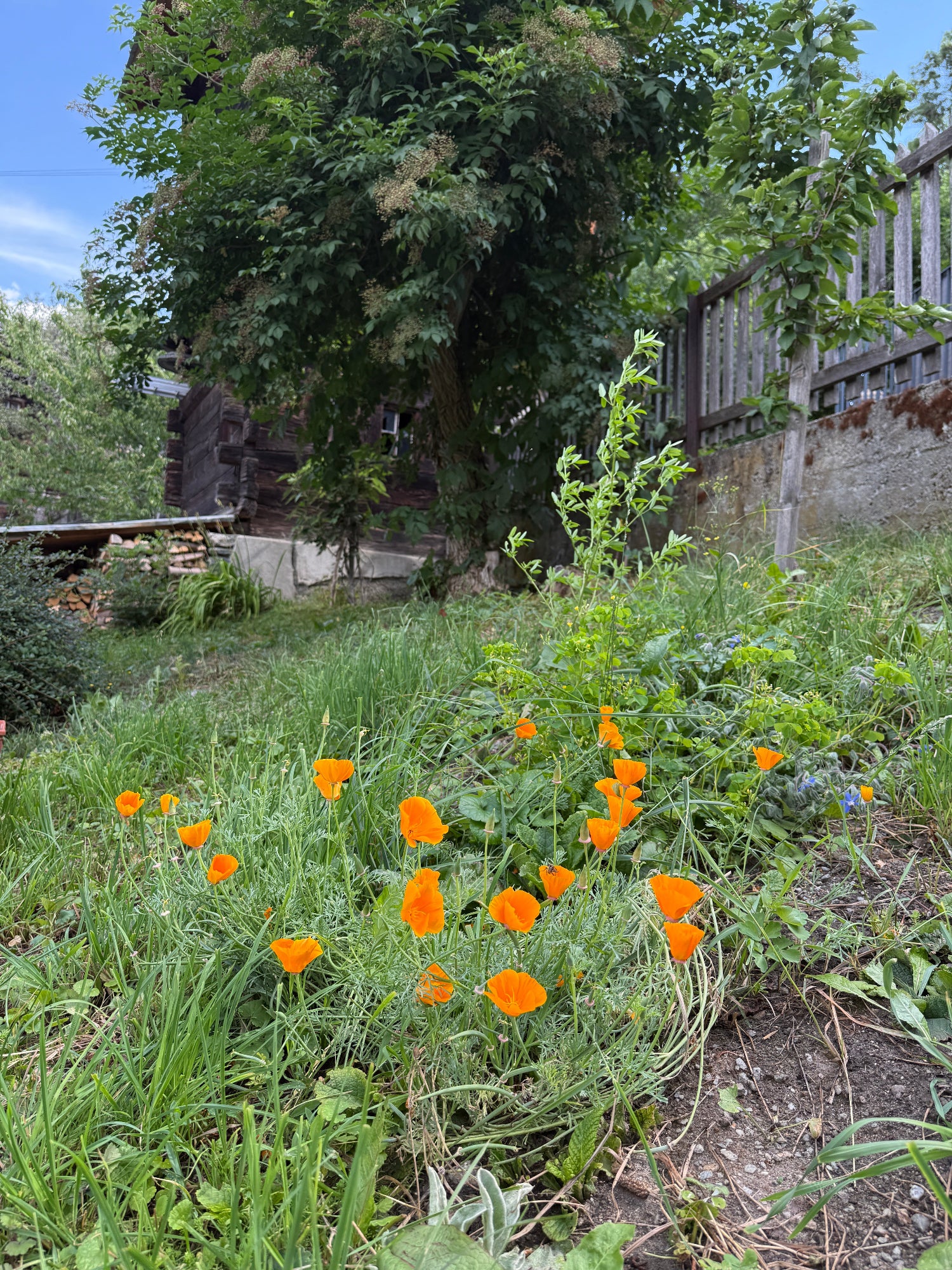 Makroaufnahme einer leuchtend gelben Kalifornischen Mohnblüte