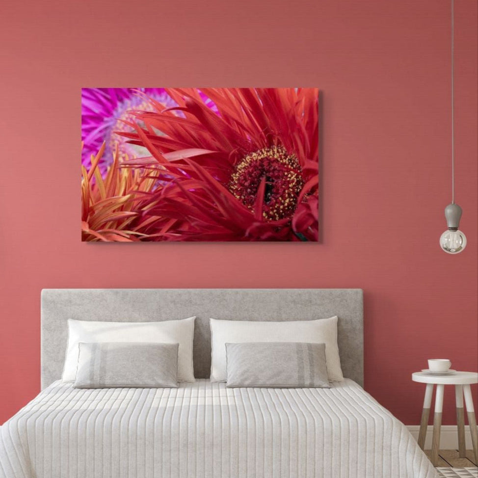 Wilde Schönheit – Gerbera jamesonii
