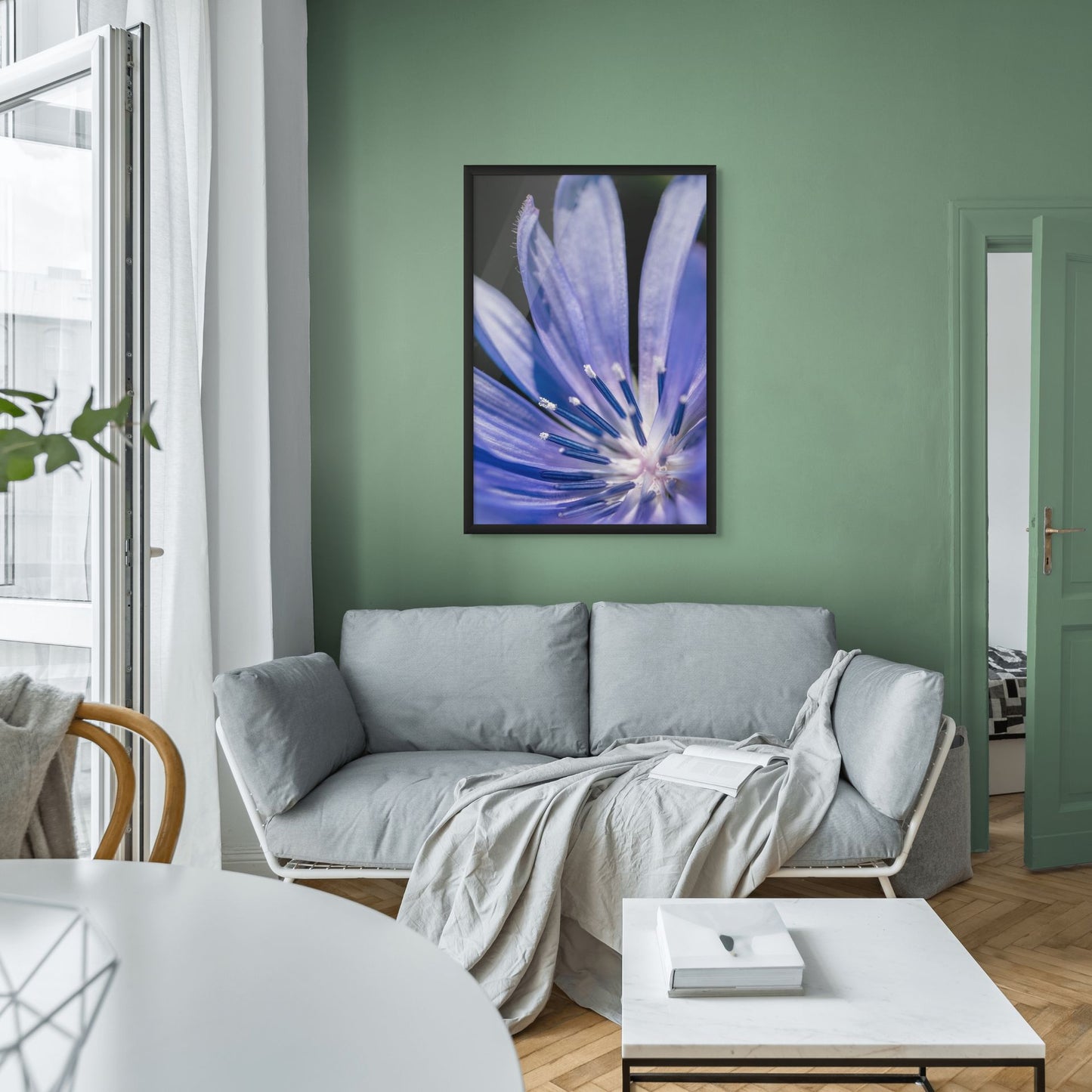 Blaues Morgenorakel – Cichorium intybus