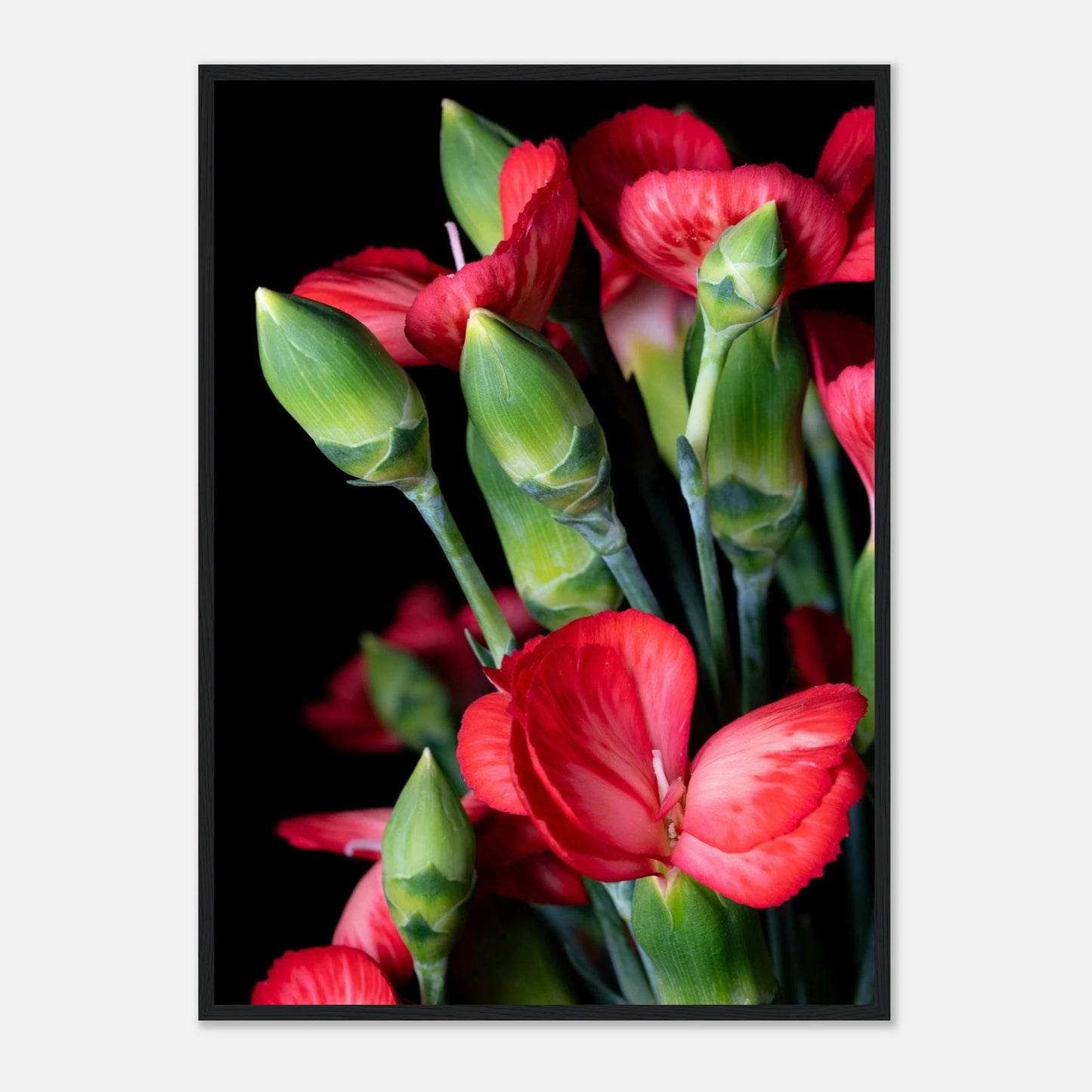 vielschichtig wie ihre Blütenblätter, steht die Dianthus caryophyllus seit Jahrhunderten für Würde, Stärke und tiefe, bleibende Liebe