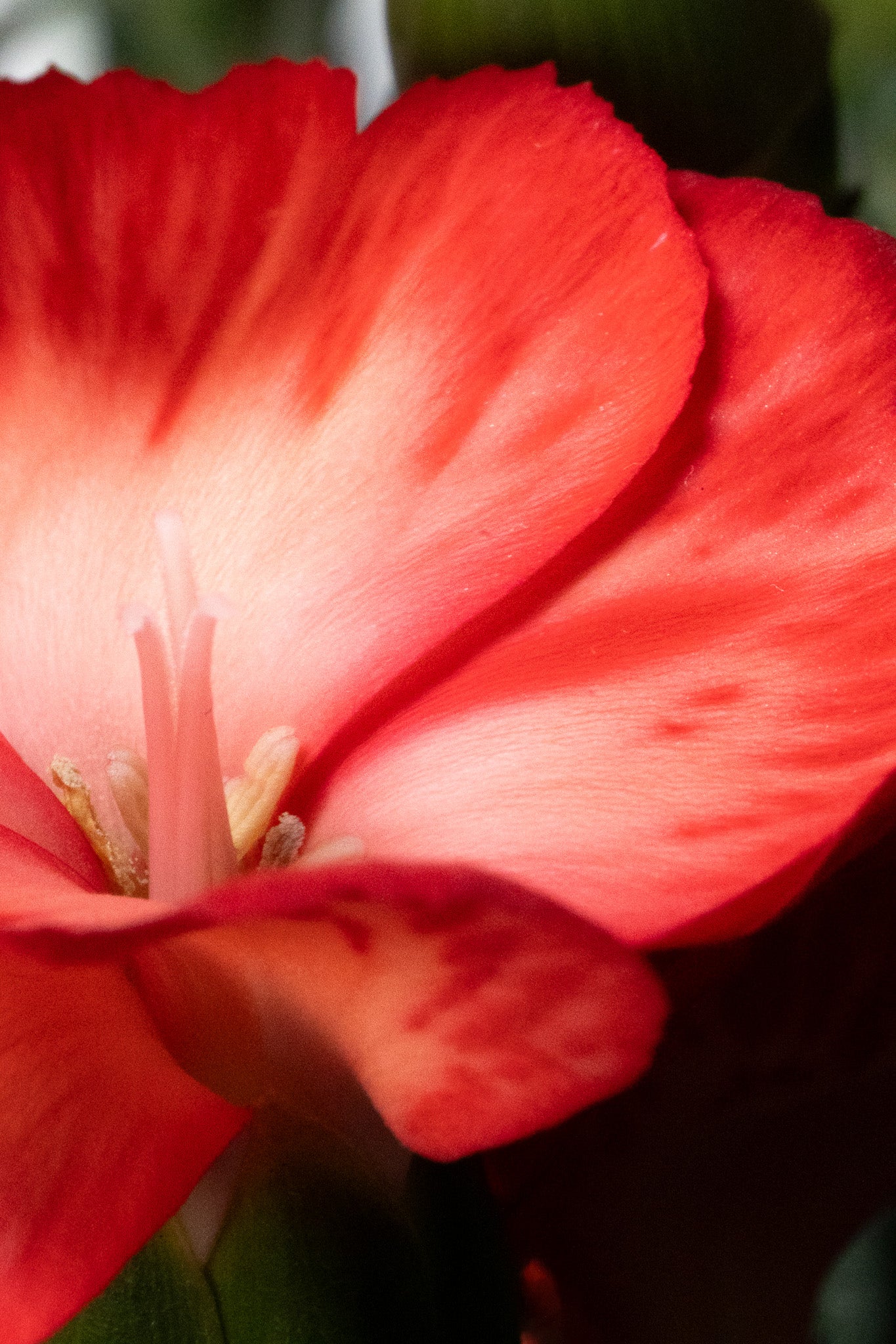 Detail von Makro Photografie Dianthus caryophyllus als Fine Art Print mit Tiefenwirkung