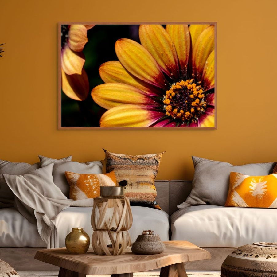 Südafrikanische Sonne – Osteospermum ecklonis