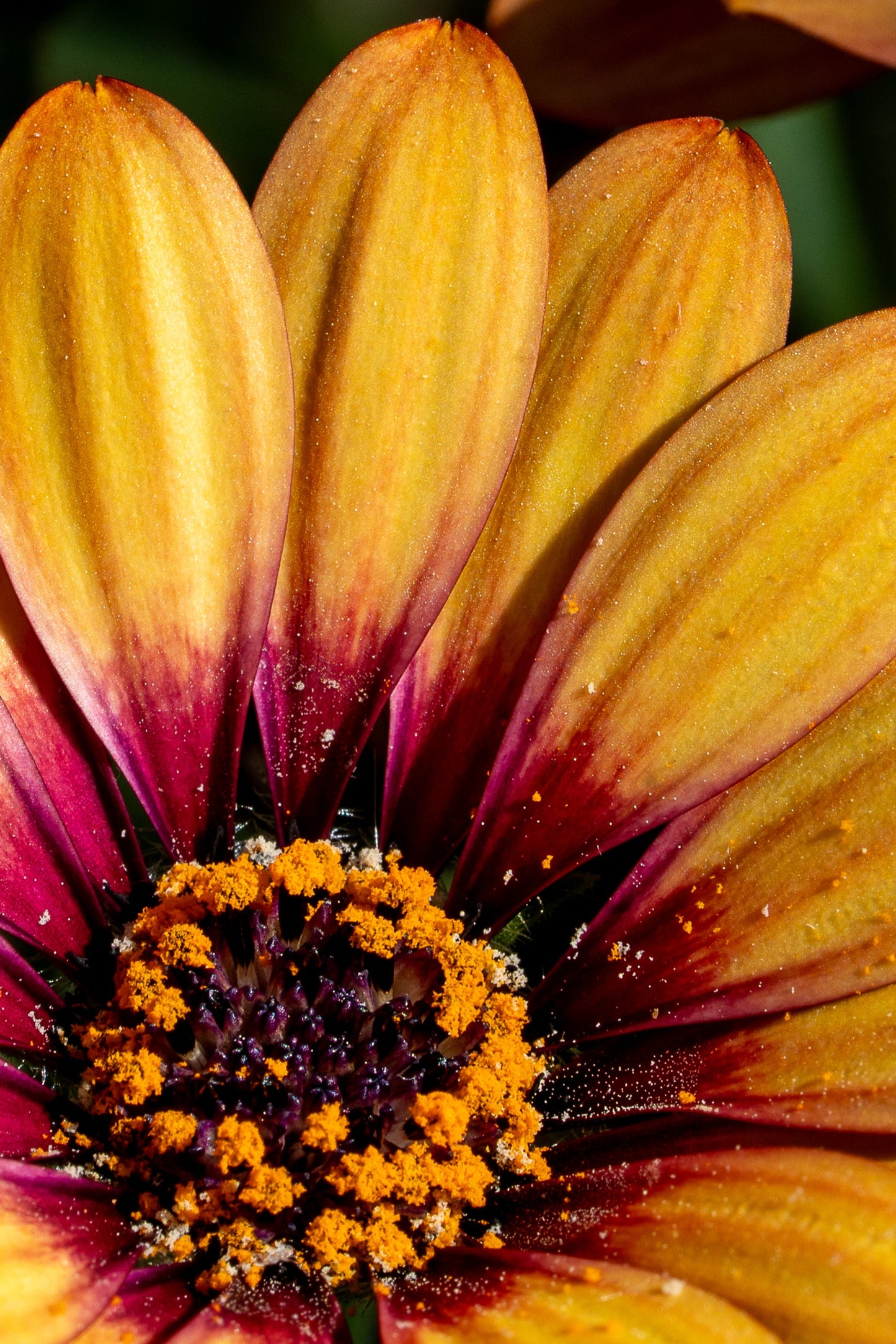 Vergrösserung Kapmargeriten kontrastreiche blütenkunst osteospermum makrofotografie