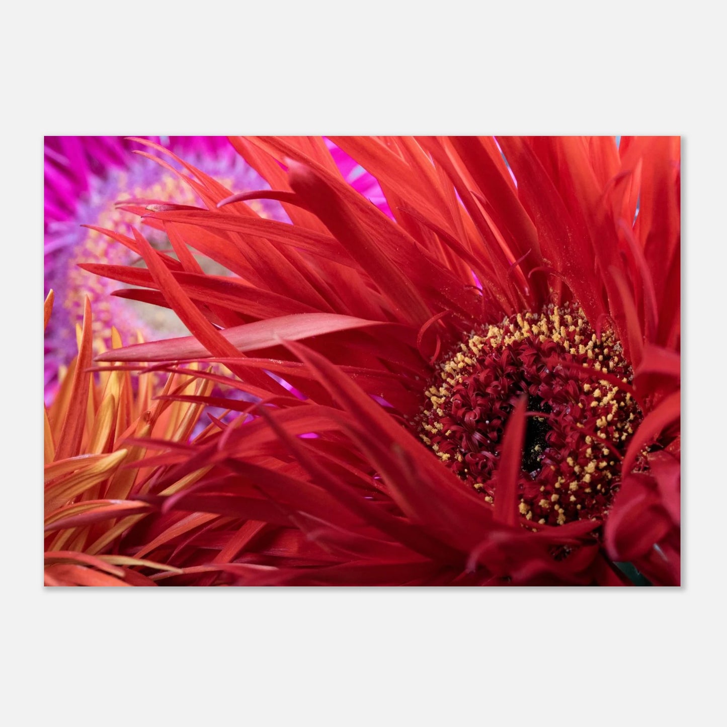 Gerbera jamesonii in voller Blüte mit leuchtend roten Blättern