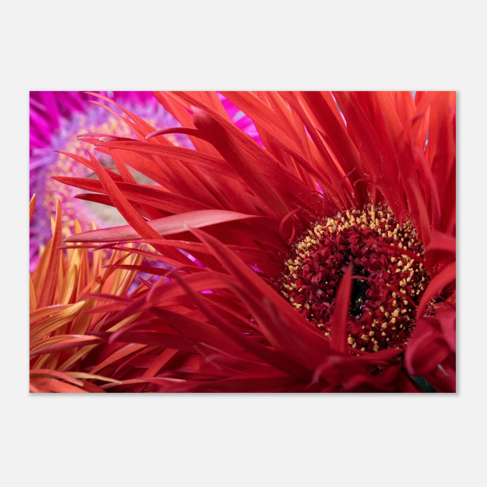 Gerbera jamesonii in voller Blüte mit leuchtend roten Blättern